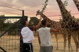 难得闲暇时光，皇马中场贝林厄姆社媒晒和长颈鹿互动照